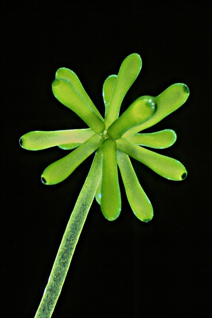 Green alga (Acetabularia peniculus), LM