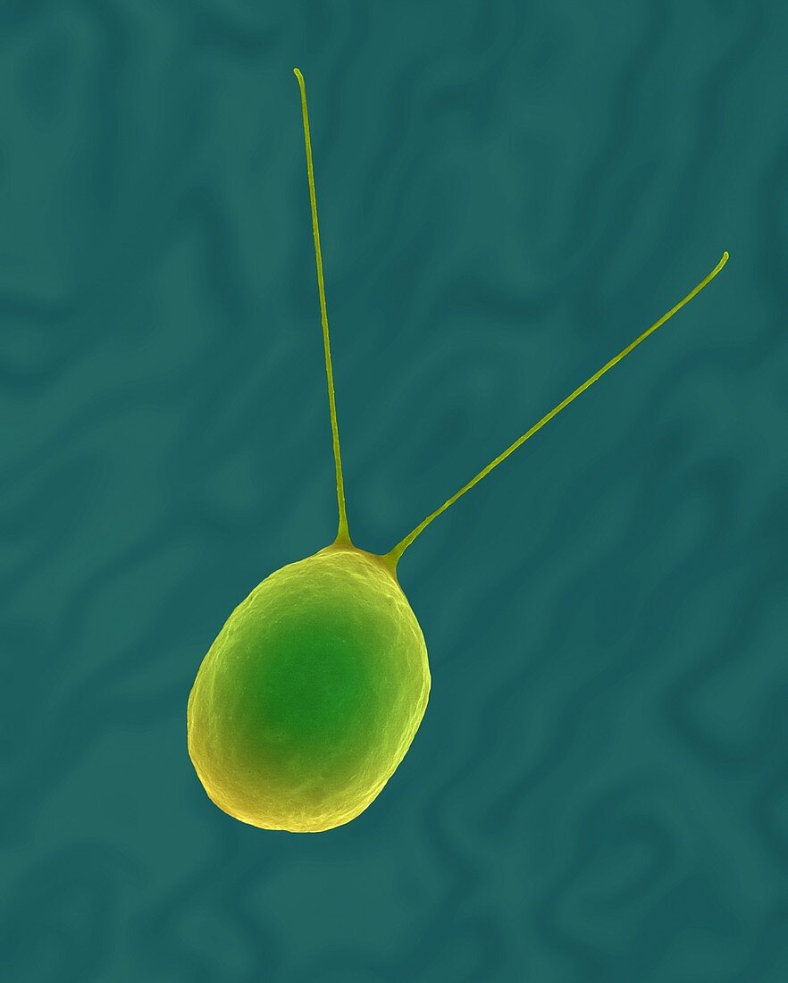 Green alga (Haematococcus pluvialis), SEM