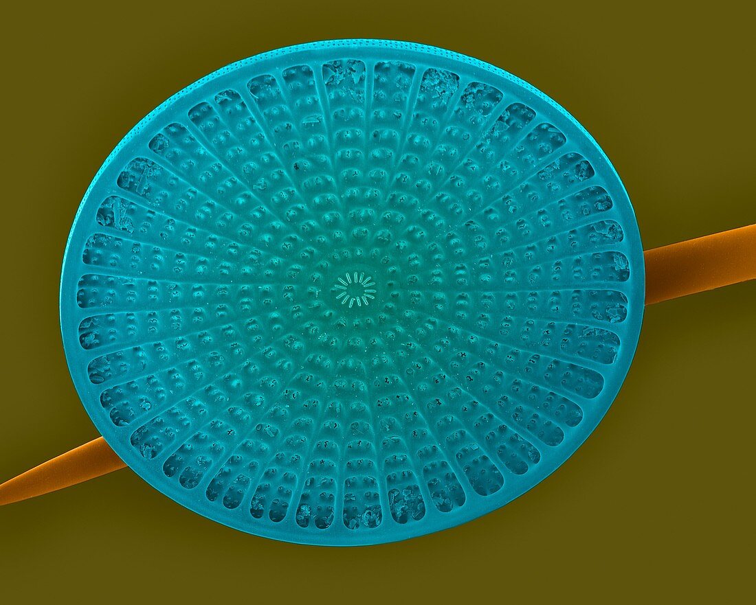 Diatom frustule and sponge spicule, SEM