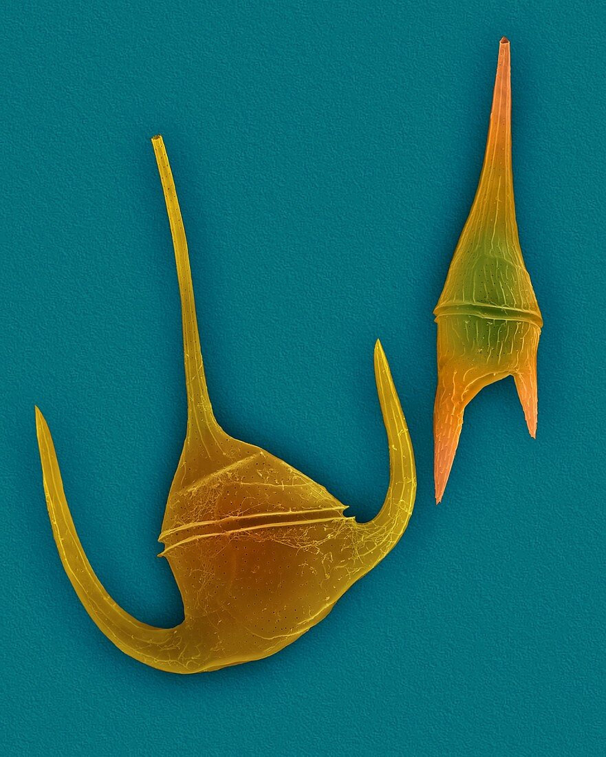 Marine dinoflagellates (Ceratium spp.), SEM