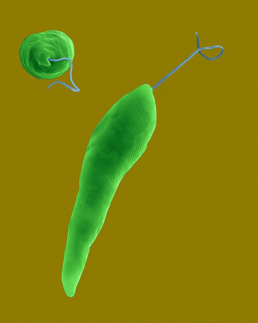Euglena gracilis, fresh water green alga, SEM