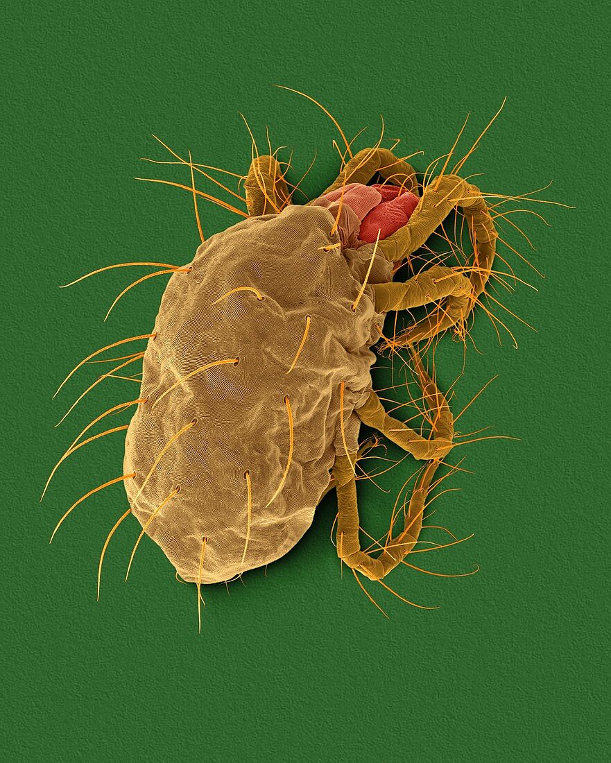 Two-spotted spider mite (Tetranychus spp.), SEM