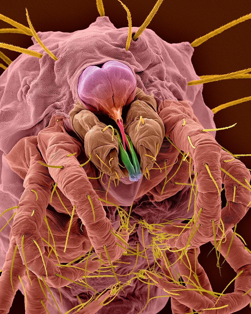 European red spider mite (Panonychus ulmi), SEM