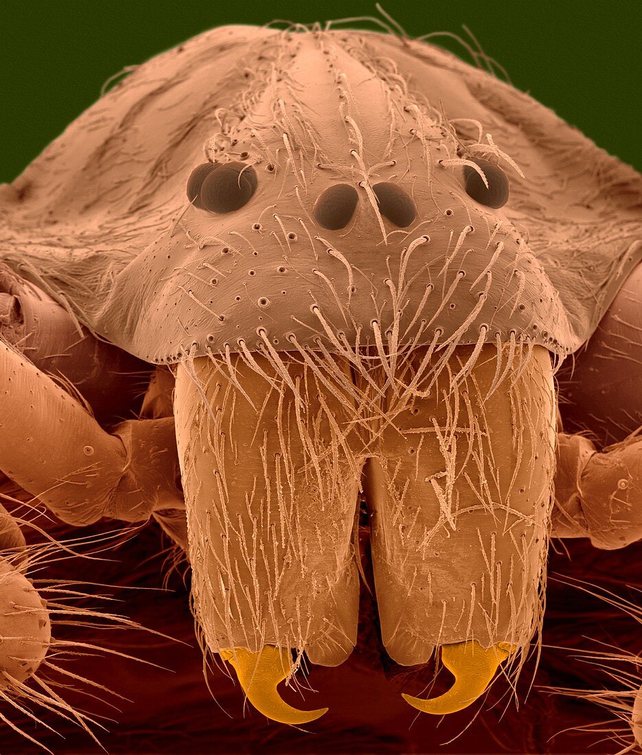 Brown recluse spider (Loxosceles reclusa), SEM