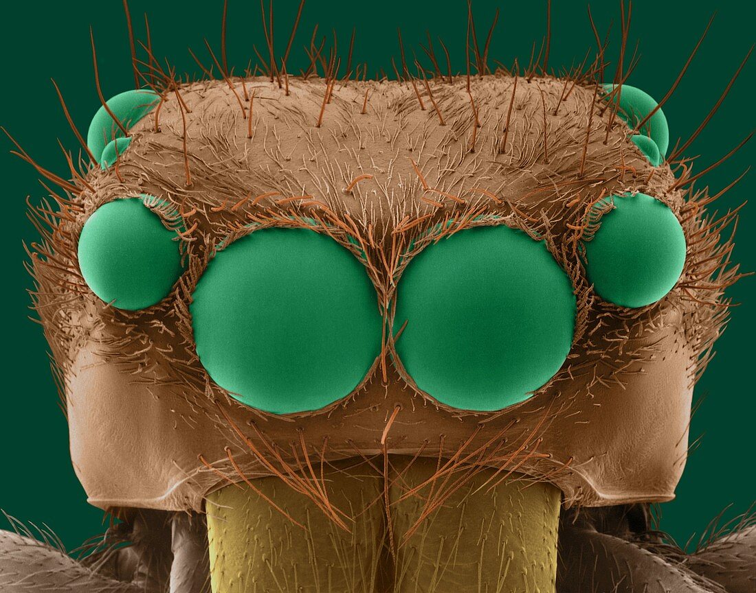 Jumping spider (Plexippus paykulli), SEM