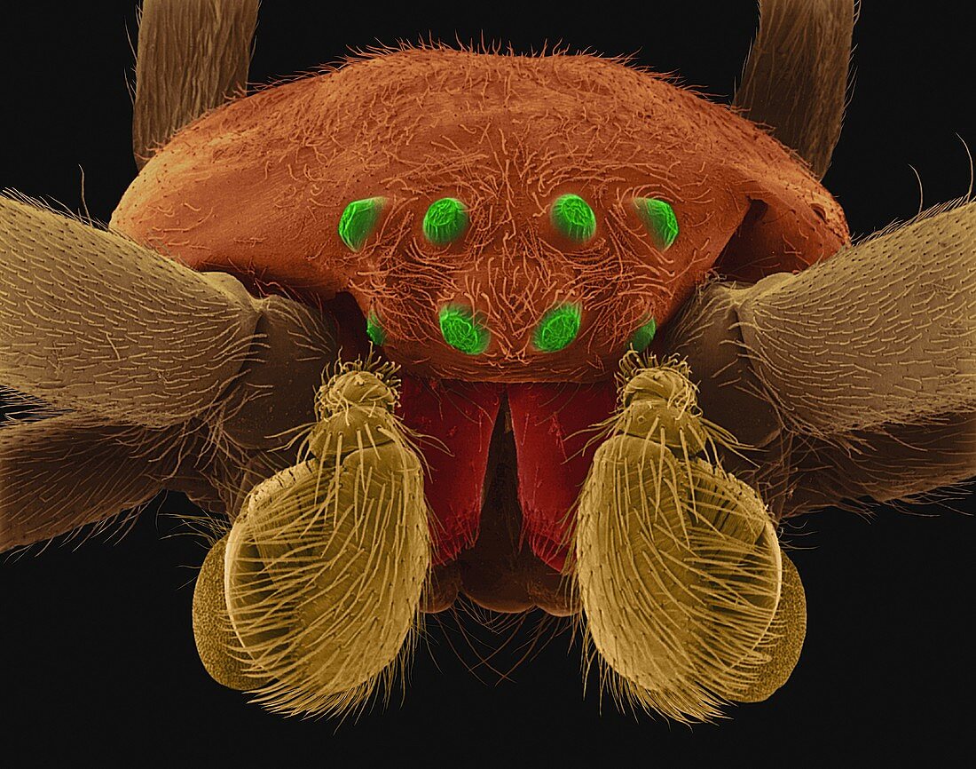 Male garden spider (Argiope sp.), SEM