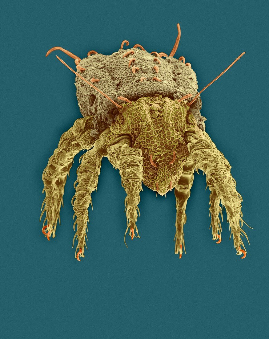 Soil mite (Northrus sp.), SEM