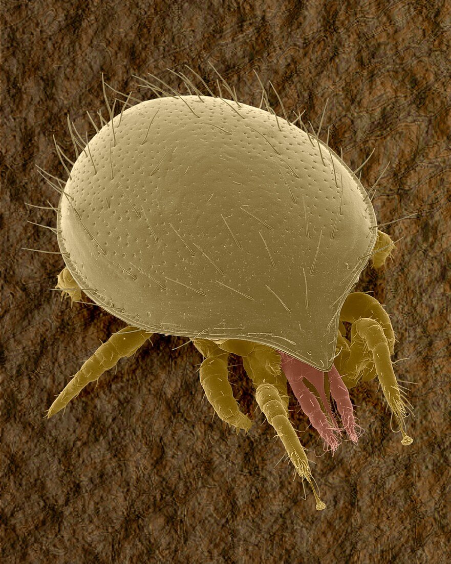 Tortoise mite (Family Uropodidae), SEM