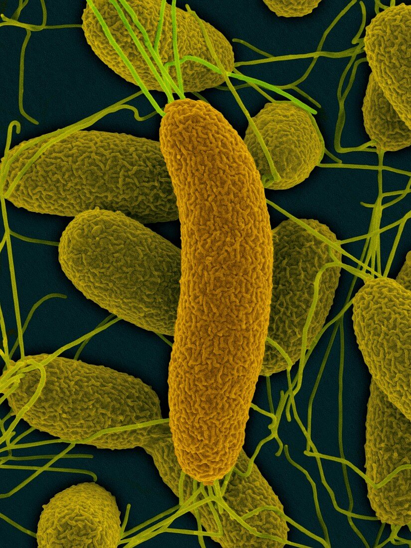 Vibrio fischeri, symbiotic bacterium, SEM