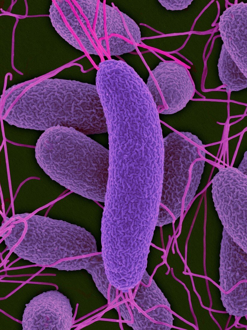 Vibrio fischeri, symbiotic bacterium, SEM