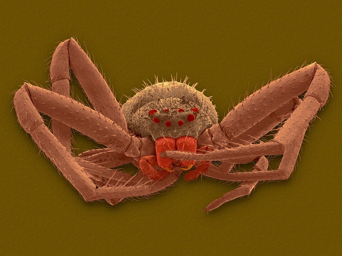 Crab spider (Misumena vatia), SEM