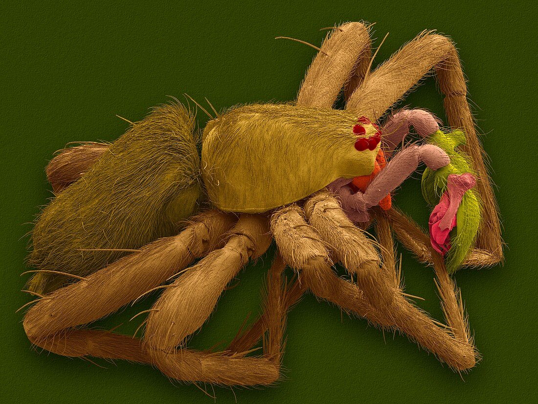 Male sac spider (Anyphaena dixiana), SEM