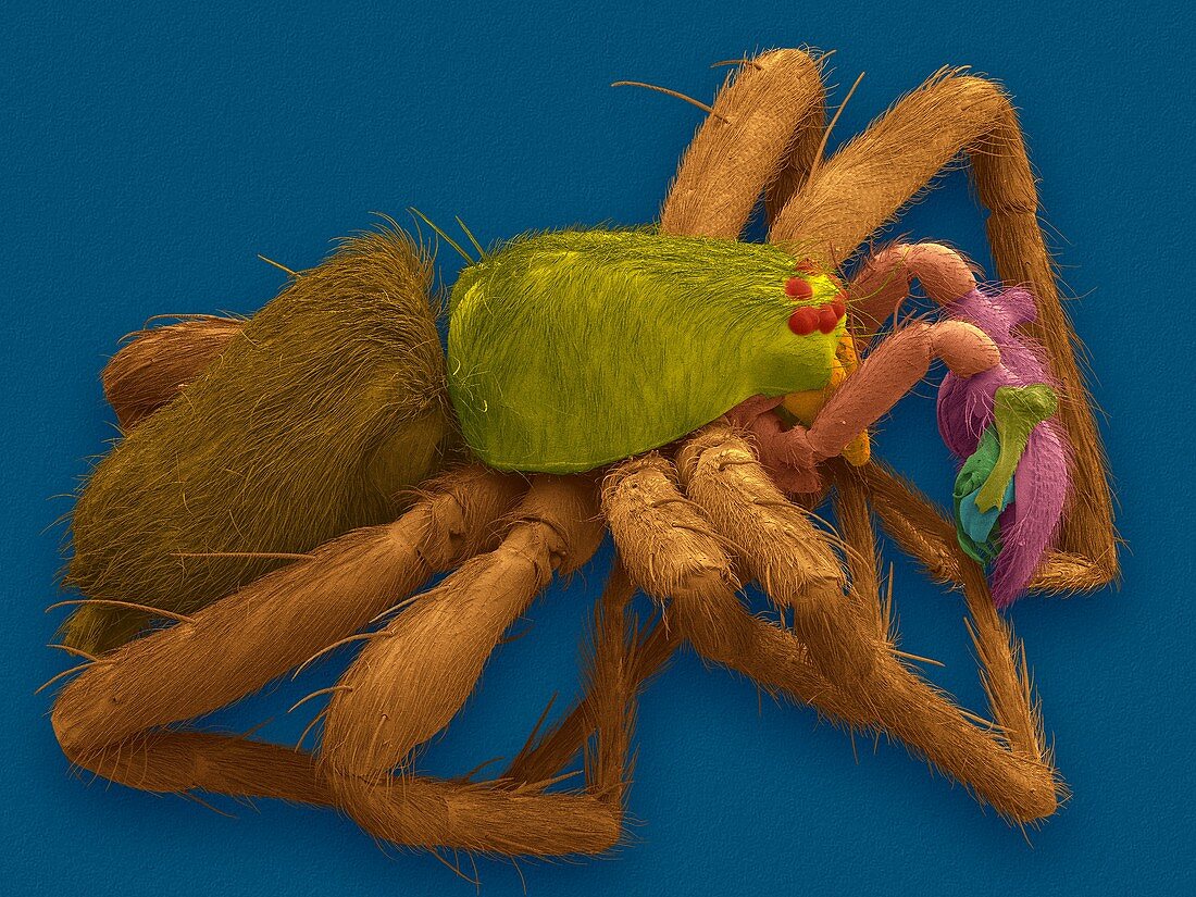 Male sac spider (Anyphaena dixiana), SEM