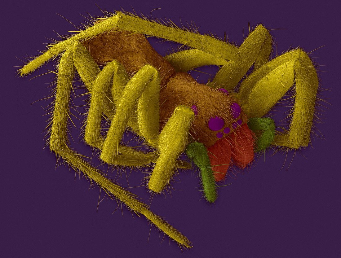Wolf spider (Hogna carolinensis), SEM