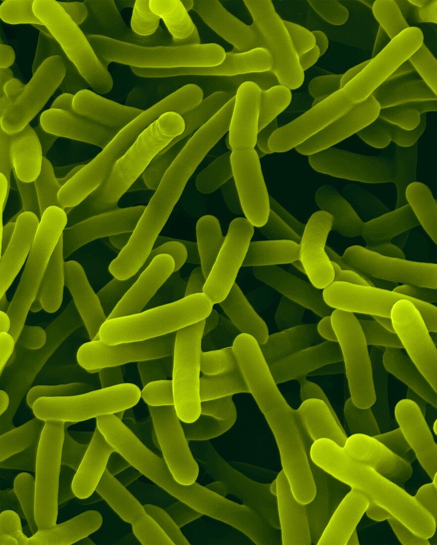 Bifidobacterium animalis, probiotic bacterium, SEM
