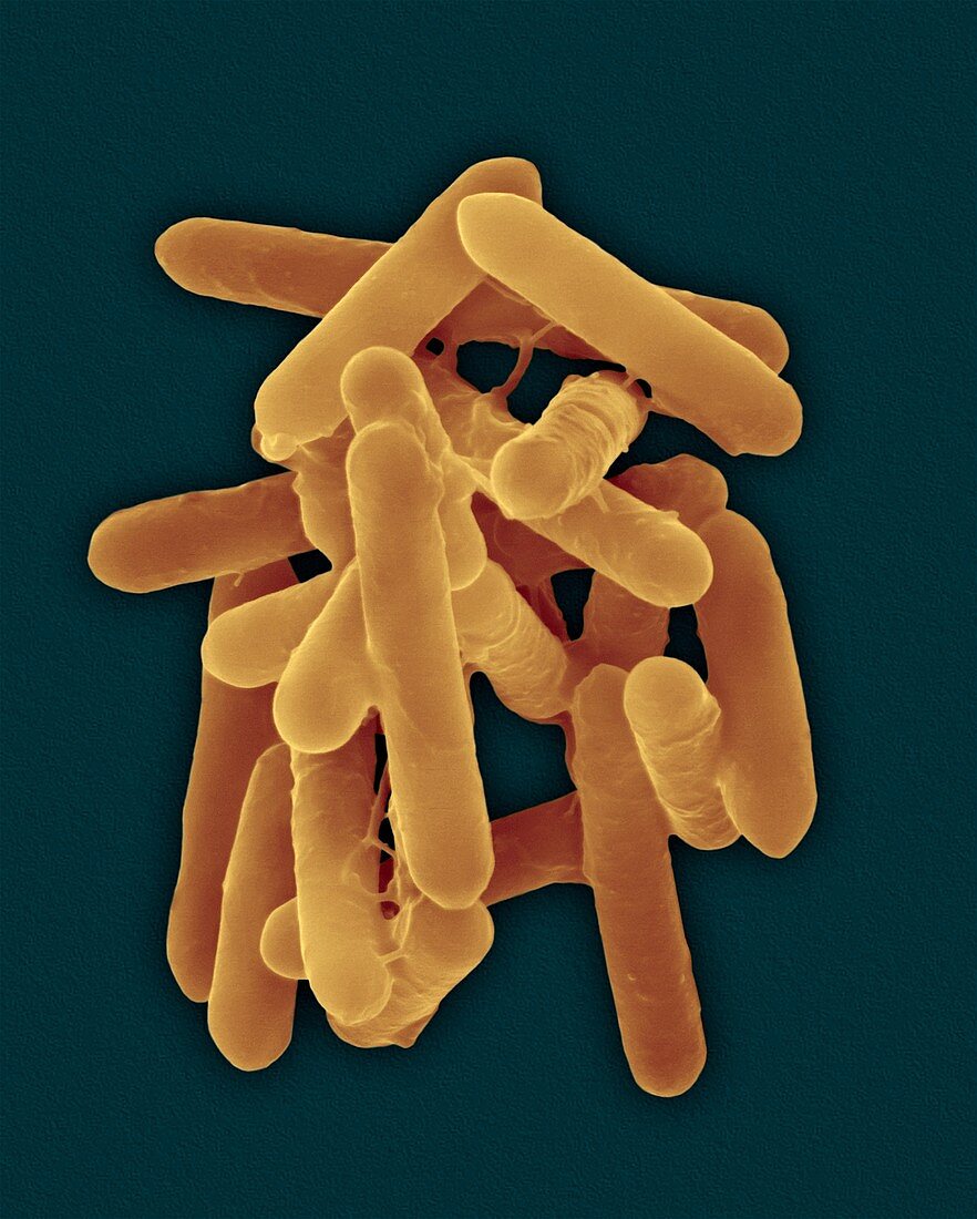 Bacillus subtilis, spore forming, SEM