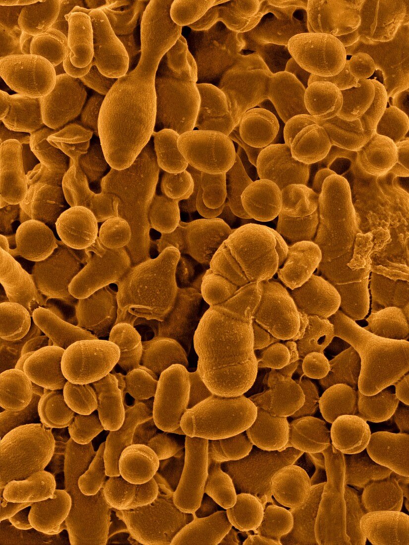 Microbacterium kitamiense, aerobic bacterium, SEM