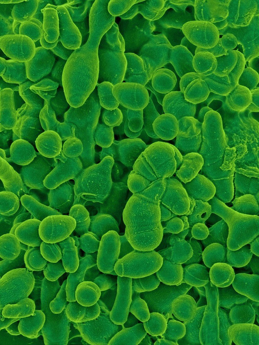 Microbacterium kitamiense, aerobic bacterium, SEM