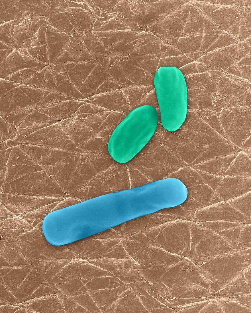Bacillus anthracis, bacterium, SEM