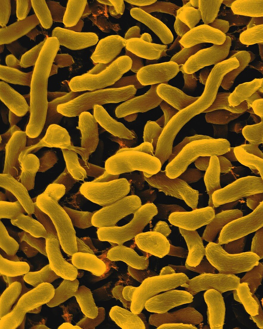 Halophilic bacterium (Arcobacter halophilus), SEM