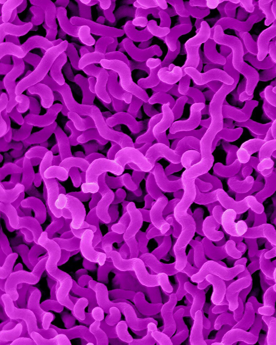 Campylobacter jejuni, prokaryote, SEM