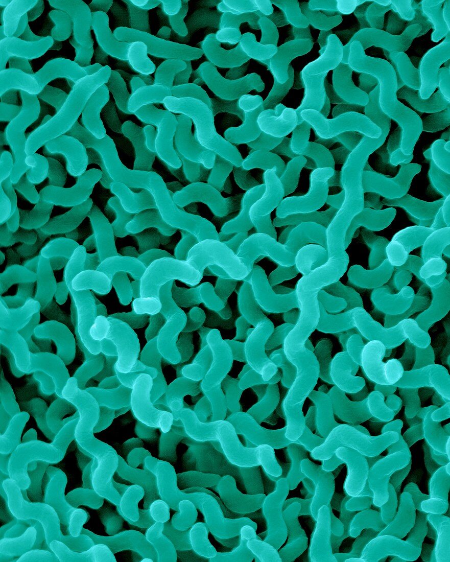 Campylobacter jejuni, prokaryote, SEM