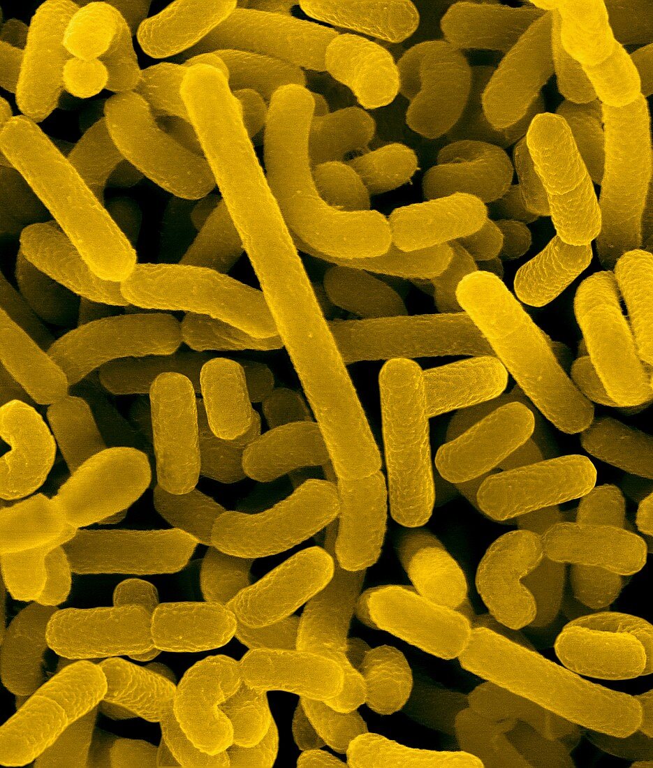 Lactobacillus acidophilus, SEM