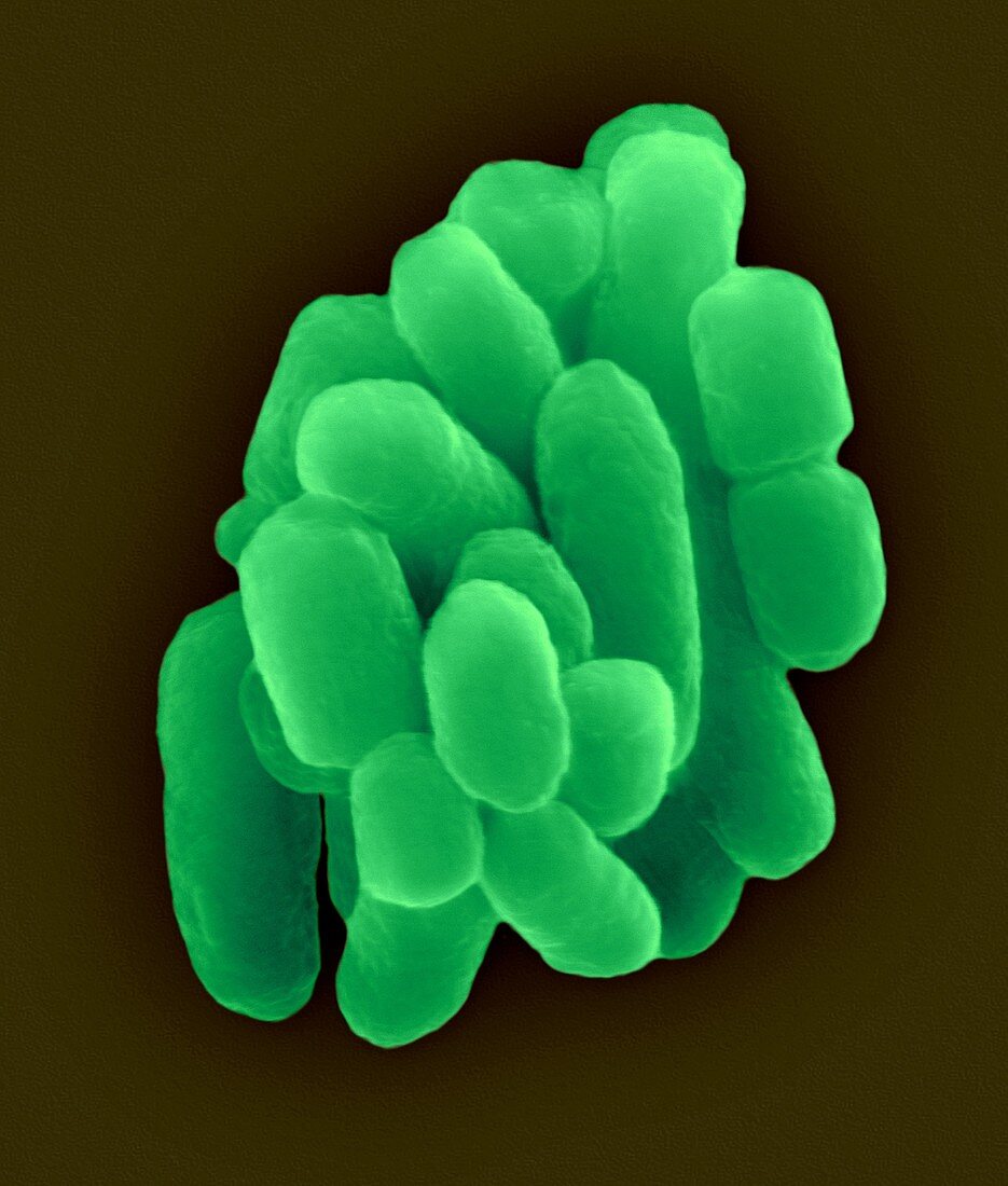 Serratia marcescens, Gram-negative prokaryote, SEM