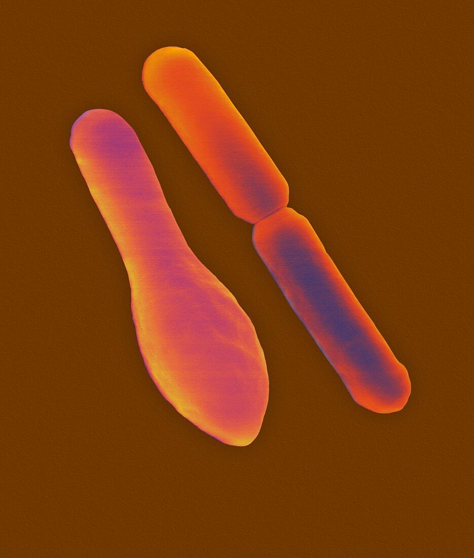 Clostridium sporogenes, spore forming, SEM