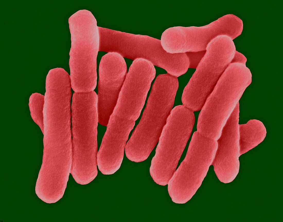 Salmonella typhi, bacterium, SEM