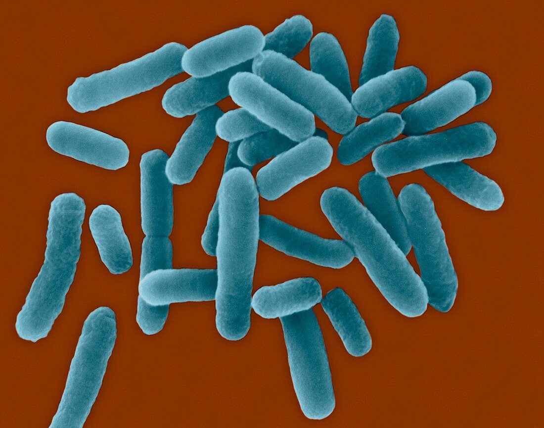 Legionella pneumophila, bacterium, SEM