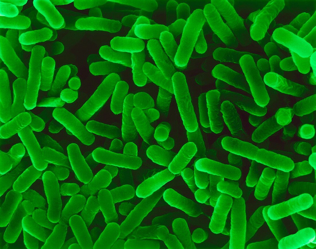 Legionella pneumophila, bacterium, SEM