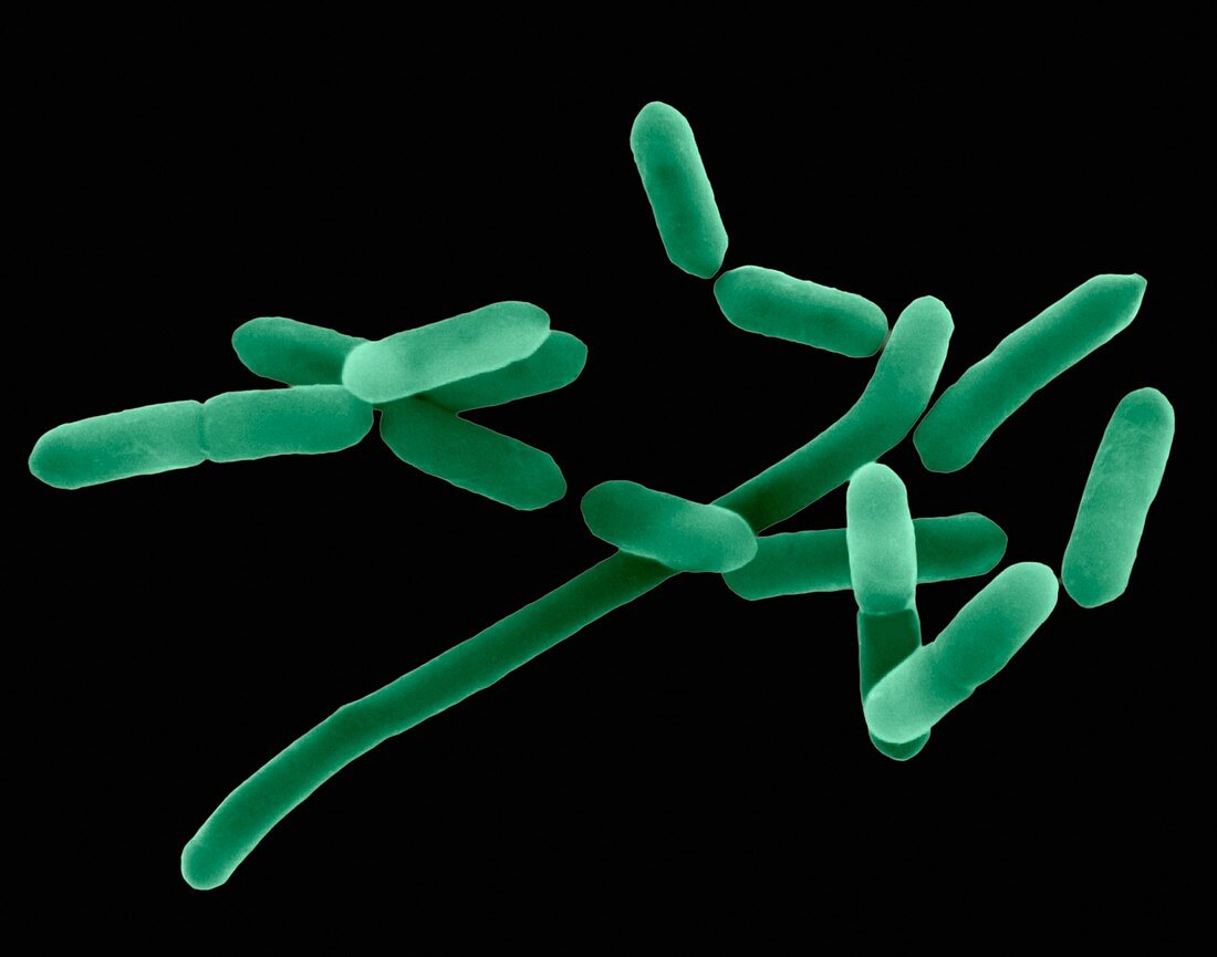 Listeria monocytogenes, bacterium, SEM