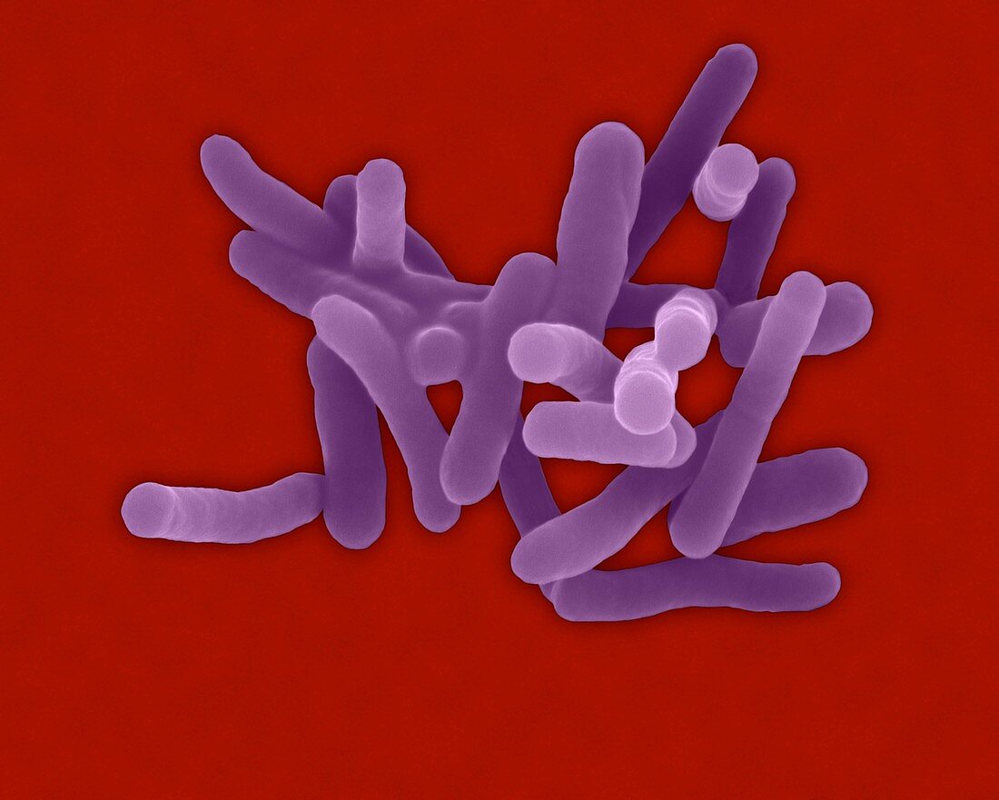 Shigella sonnei -rod prokaryote, SEM