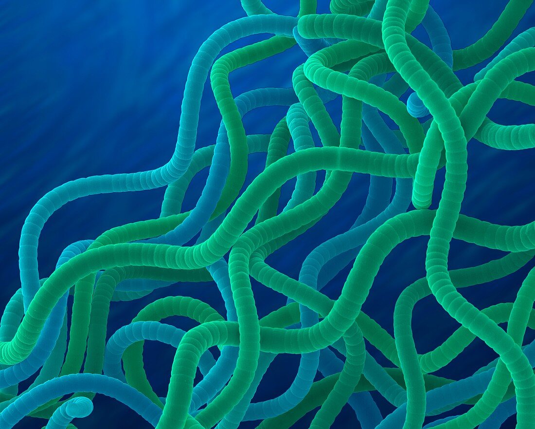 Cyanobacterium (Spirulina platensis), SEM