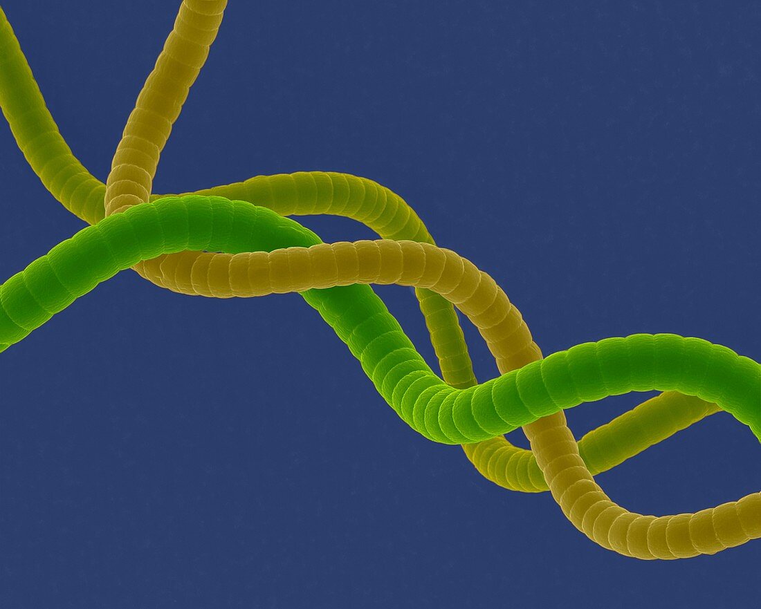 Cyanobacterium (Spirulina platensis), SEM