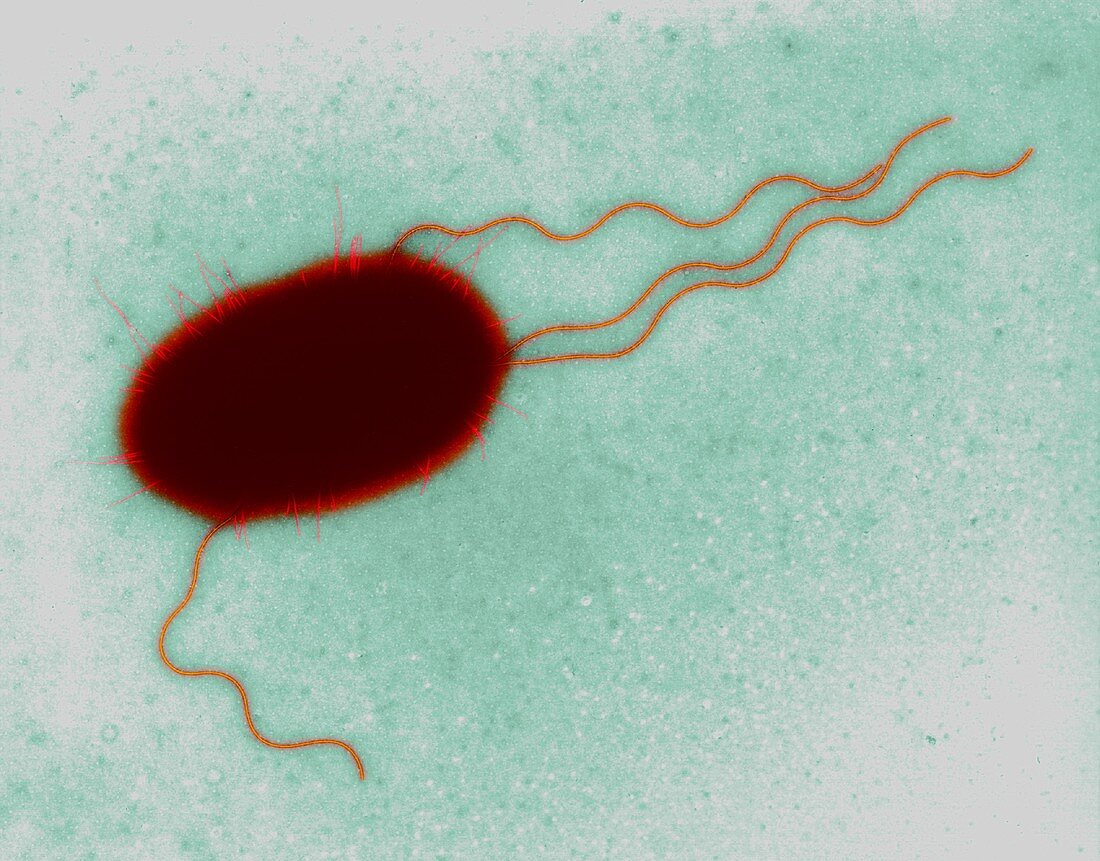E. coli, bacterium, TEM