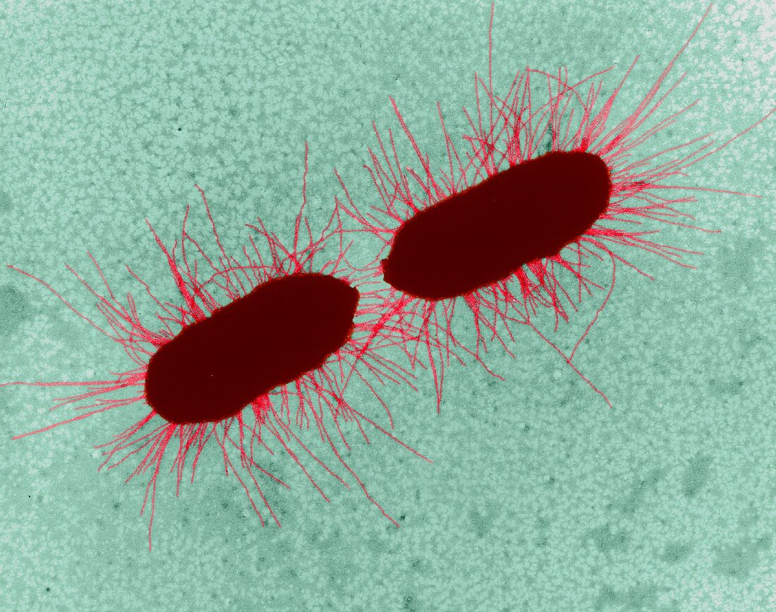 E. coli, rod prokaryote, division, TEM