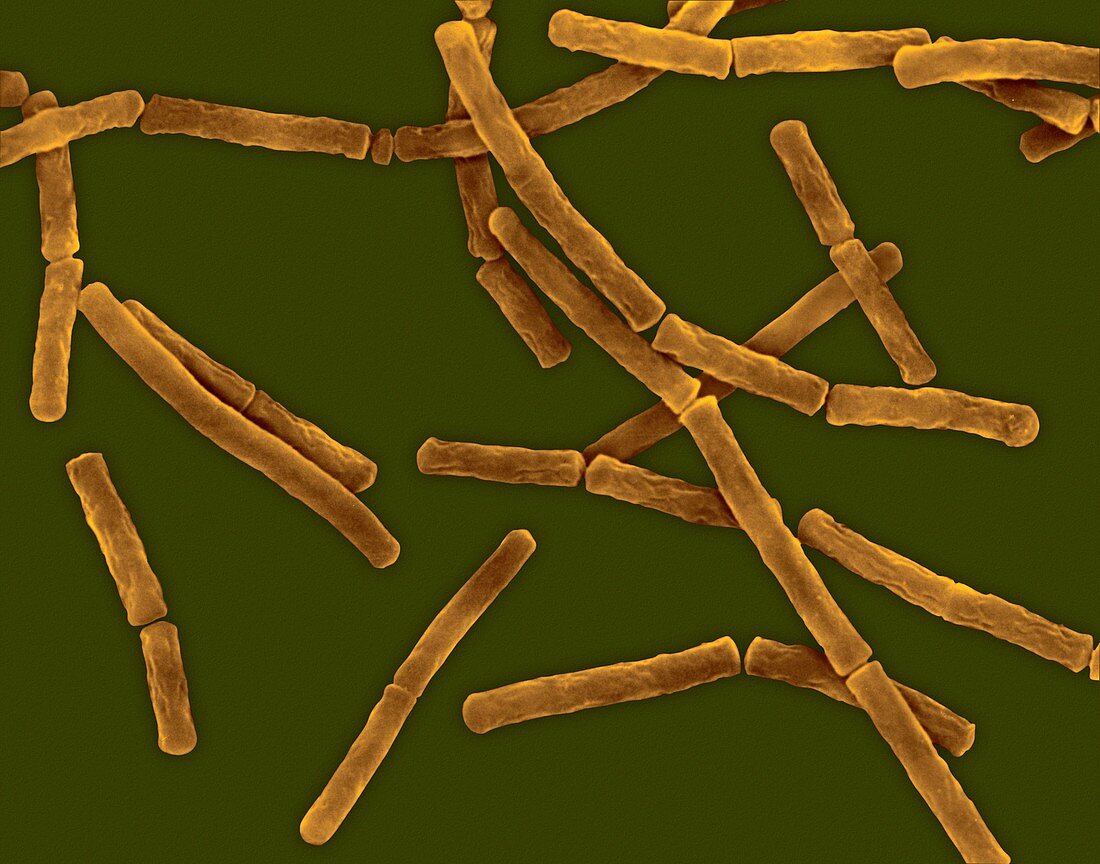Bacillus megaterium, SEM