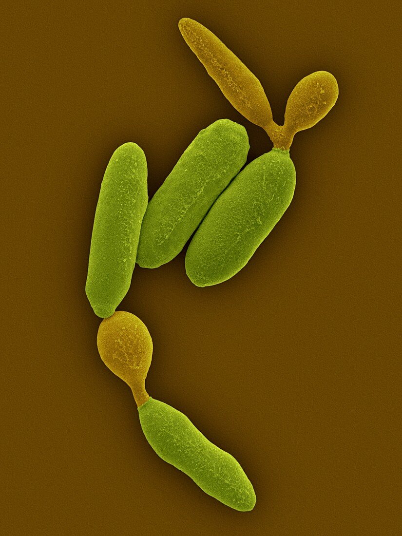 Pseudozyma antarctica fungus, SEM