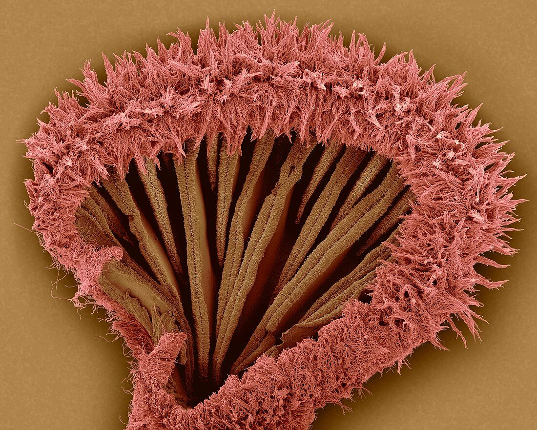 Bracket fungus basidiocarp lower surface, SEM