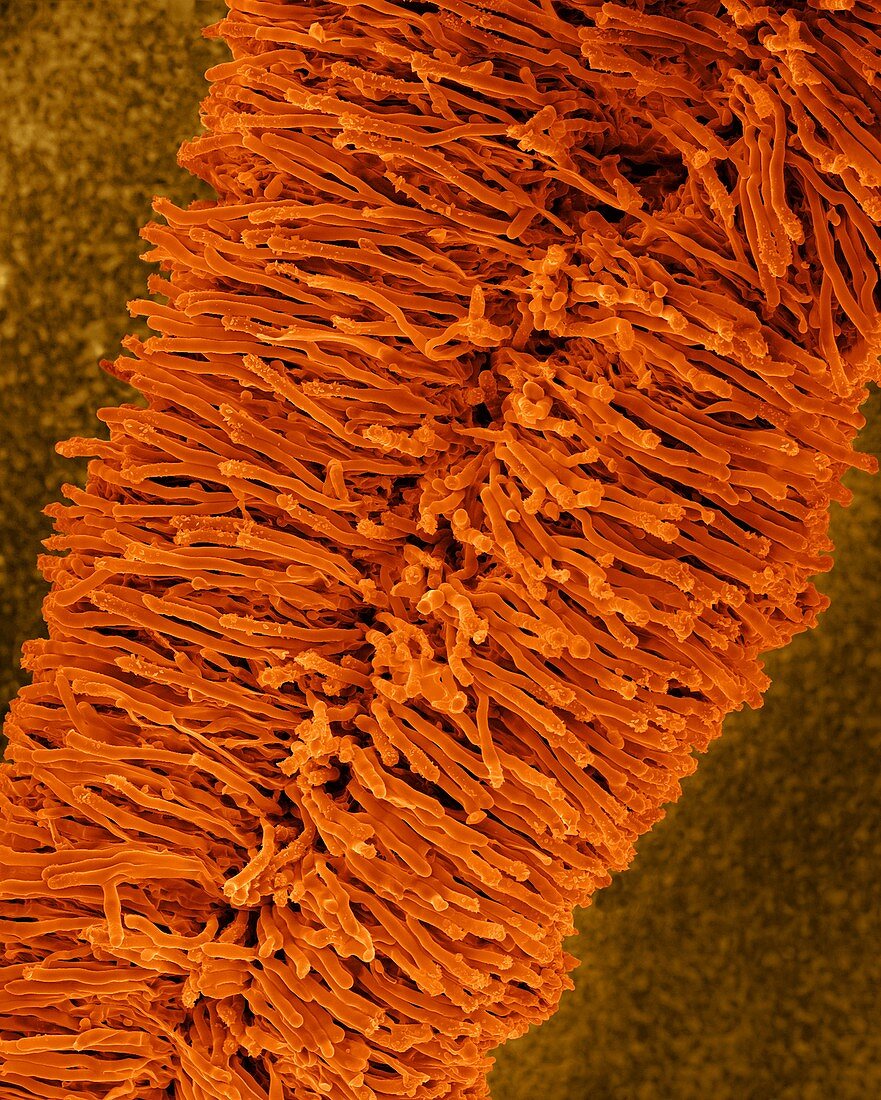 Bracket fungus basidiocarp lower surface, SEM