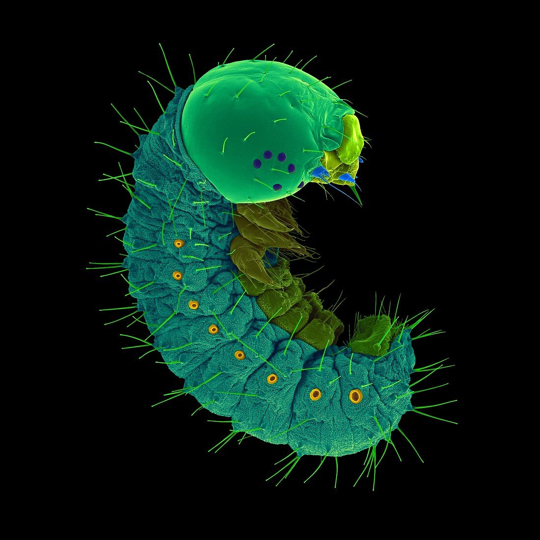 Monarch caterpillar, SEM