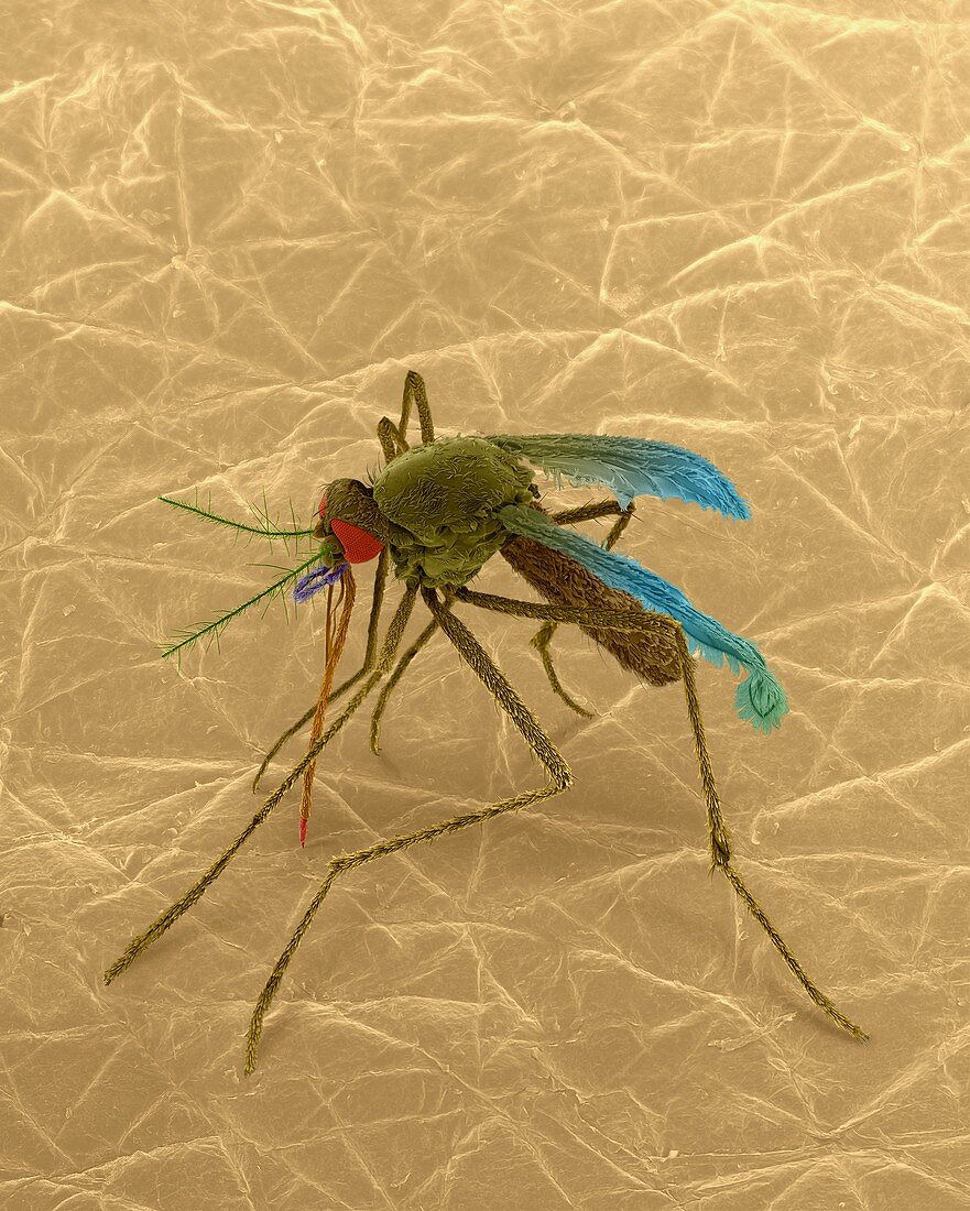 Mosquito on human skin, SEM