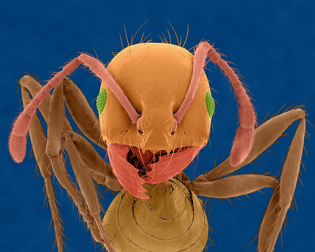 Red imported fire ant, SEM