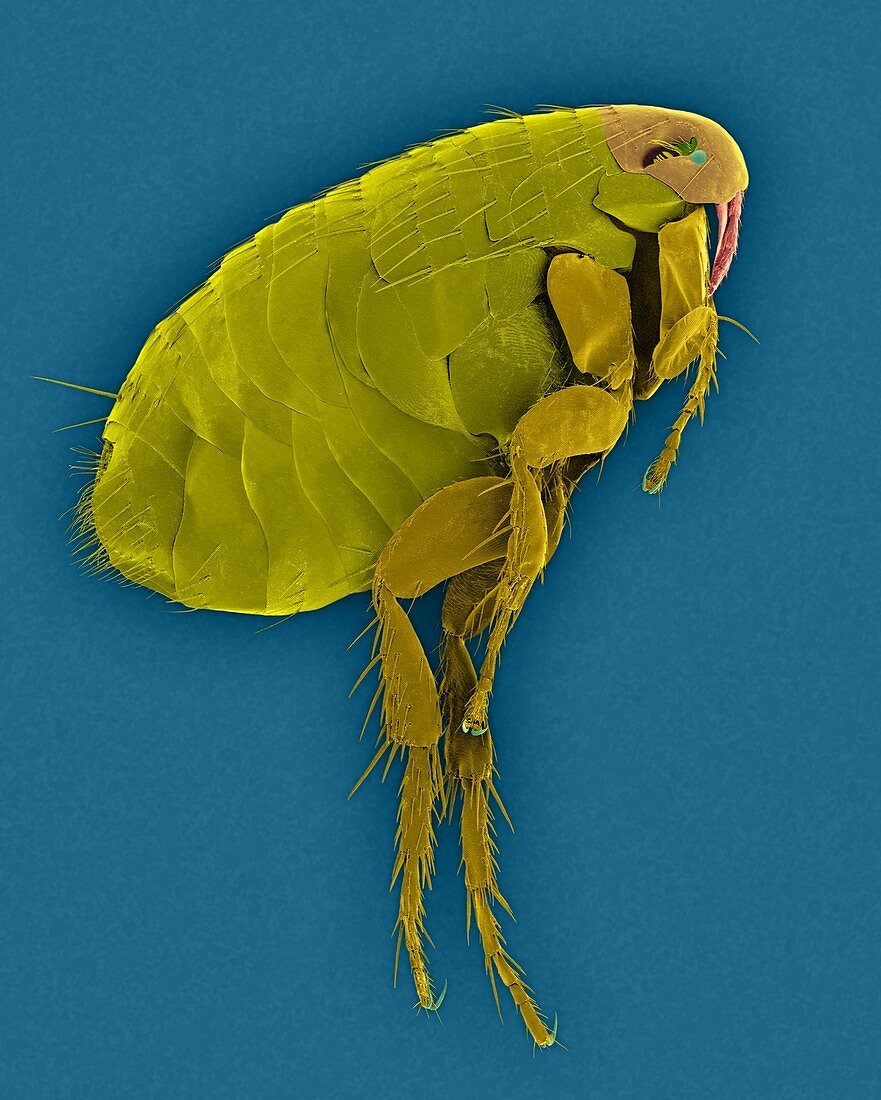 Oriental rat flea, SEM