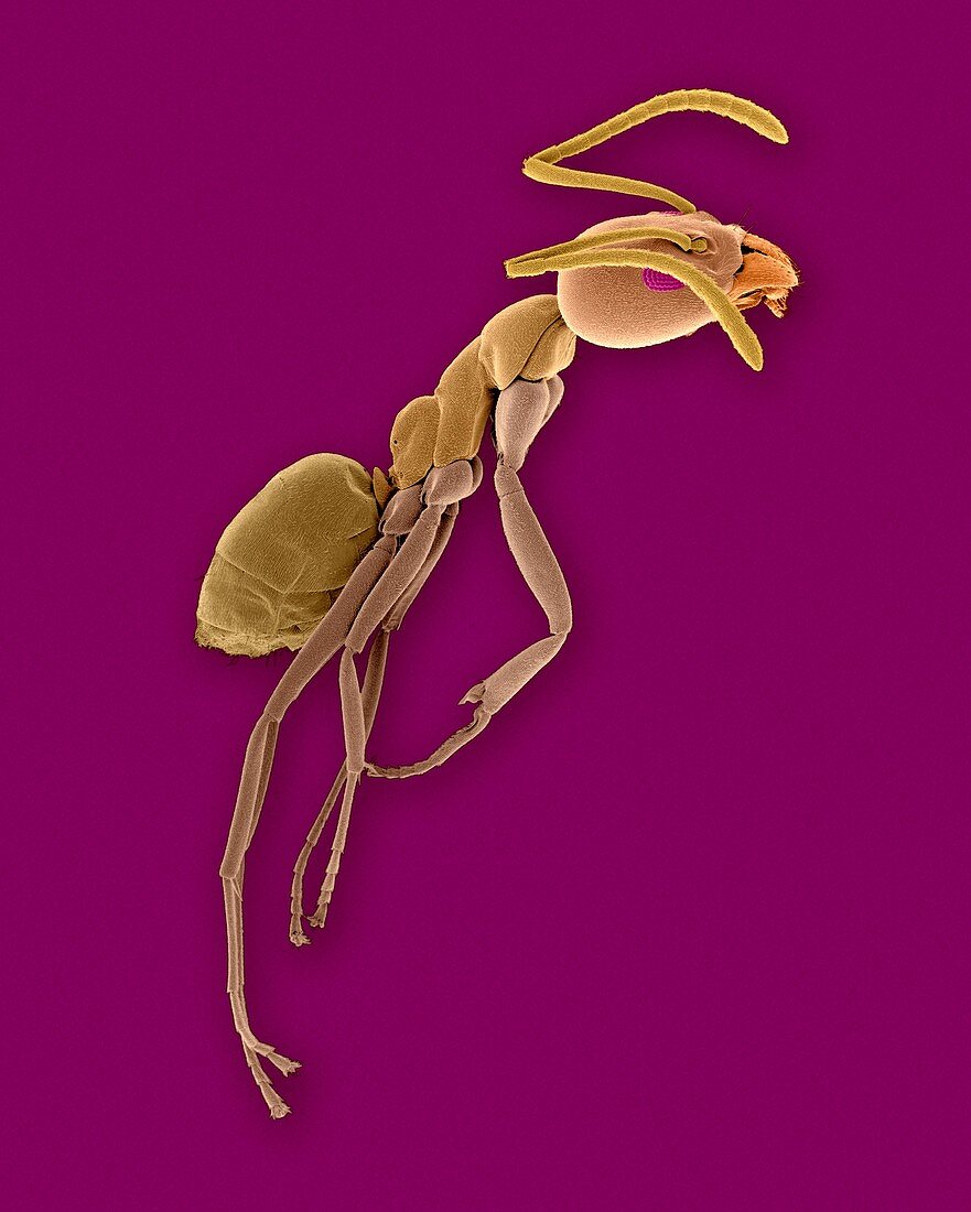 Argentine ant, SEM