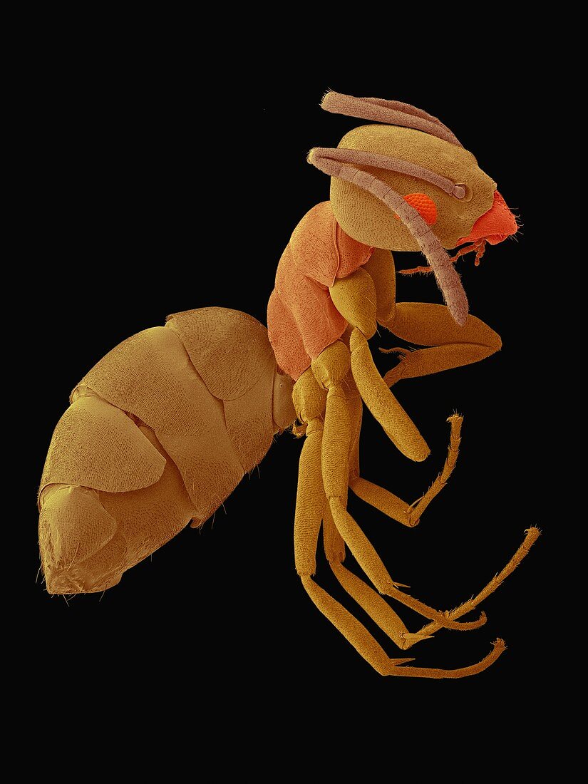 Odorous house ant, SEM