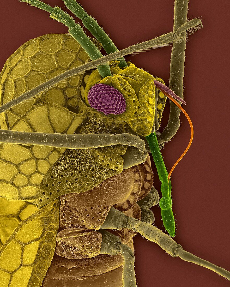 Azalea lace bug, SEM