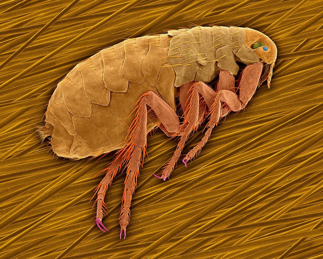Mammal or false human flea, SEM